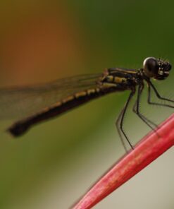 Oshiro 60mm f/2.8 2:1 LD UNC Manual Ultra-Macro Lens Compatible with Sony E-Mount a9, a7r, a7s, a7, a6600, a6500, a6400, a6300, a6000, a5100, a5000, a3500, a3000 Mirrorless Cameras (EOS-E) 85 61vfEtvJOsL