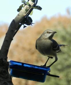 More Birds Dish SeedFeed, 1 Count (Pack of 1) 1 Count (Pack of 1) 51 61vhvYT9ZUL