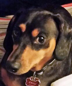 PURINA Busy Made in USA Facilities Toy Breed Dog Bones, Tiny - 30 ct. Pouch 30 Count (Pack of 1) 40 61viiZf2zNL