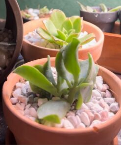 FATPLANTS 10 Living Succulent Cuttings 54 61vssB85MfL