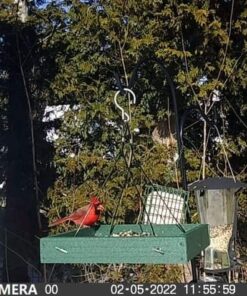 Woodlink Going Green Platform Bird Feeder Model GGPLAT 49 61vtGR3i0pL