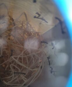 Praying Mantis Egg Case with Hatching Habitat Cup - 2 Praying Mantids Egg Cases 2 Egg Pod Habitat Cup 57 61vzrDetTOL