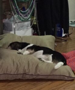 Majestic Pet Rectangle Large Dog Bed Washable – Non Slip Comfy Pet Bed – Dog Crate Bed Super Value Pillow Dog Bed – Dog Kennel Bed for Sleeping - Dog Bed Large Breed 46 x 35 Inch – Solid Khaki 46.0"L x 35.0"W x 7.0"Th 42 61w0rfdbSLL