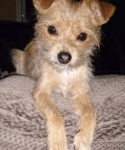 Adams Flea & Tick Spray For Dogs and Cats | Kills Fleas and Ticks Through Contact, Kills Flea Eggs, Flea Larvae, and Prevents Flea Egg Hatch | Controls Flea Reinfestation For Up To 2 Months | 16 Oz 39 61w2JCTOZL