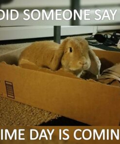 Kaytee Wafer Cut All Natural Timothy Hay for Pet Guinea Pigs, Rabbits & Other Small Animals, 60 Ounce 38 61wHNUJ 0wL