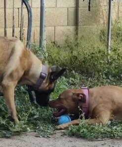 Coolaroo The Original Cooling Elevated Dog Bed, Indoor and Outdoor, Large, Terracotta 51.0"L x 31.5"W x 8.0"Th 37 61wKdDOlMnL