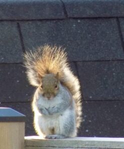 Nikon Coolpix L340 20.2 MP Digital Camera with 28x Optical Zoom and 3.0-Inch LCD (Black) Base 76 61wNP5SlAqL