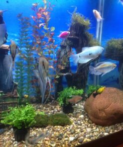 Bolbitis Difformis Baby Leaf Fern Potted Live Aquarium Plants for Freshwater Fish Tank by Greenpro 43 61wQ7JbLBfL