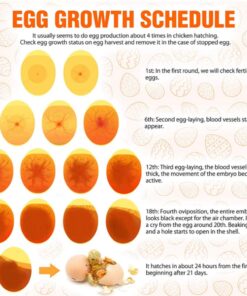 Egg Candler Tester High Intensity Cool LED Light Candling Lamp, Rechargeable for All Types Egg Broody or Incubator Monitor The Development of The Embryo Within Egg 11 61wV4ouqhXL