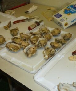 HiCoup Oyster Shucking Knife and Glove Kit - Clam and Oyster Knife Shucker Set with Stainless Steel Seafood Opener Tool, Wood Handle and Gloves 46 61wWCszqDGL