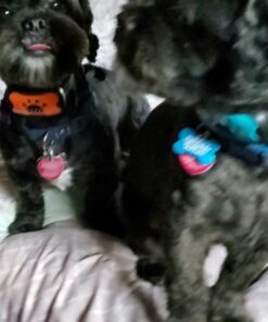 Humane Dog Bark Collar 2 Pack | Anti Barking Training Collar | Vibrating, No Shock Stop Barking for Small Medium Large Dogs | Excessive Barking Pet Corrector, (Battery) Orange & Blue Battery 31 61waRMjaEFL