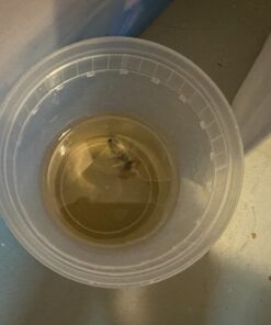 Gorilla Super Glue Gel XL, 25 Gram, Clear, (Pack of 1) 1 - Pack 39 61wbH22HB L