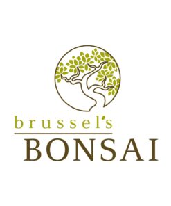 Brussel's Live Chinese Elm Outdoor Bonsai Tree - 5 Years Old; 6" to 8" Tall with Decorative Container Small CERAMIC POT 42 61wk51n181L