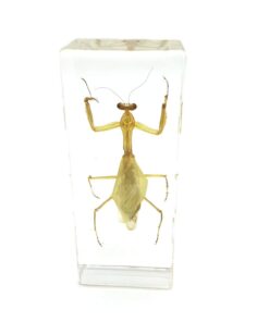 Praying Mantis(Mantis)(rearhorse) Paperweight Specimen Science Education Specimens(4.4x1.6x1.1") 7 61wnIsFKHL