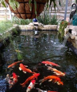 TetraPond Koi Vibrance, Soft Sticks, Easy to Digest Floating Pond Food, 5.18 lbs 30 61wnc7fe6RL