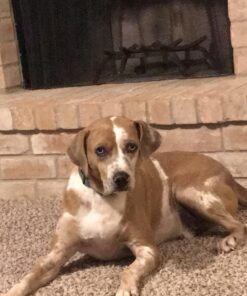 Resco Deluxe Dog Nail Clippers, Original Pet Nail Trimmer, Made in USA, Large, Yellow 25 61x1yqz4w3L