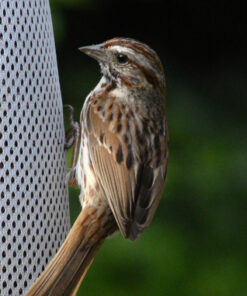 Nikon D3200 24.2 MP CMOS Digital SLR with 18-55mm f/3.5-5.6 Auto Focus-S DX VR NIKKOR Zoom Lens (Black) (OLD MODEL) Black w/ 18-55mm Base 81 61x50ax1L