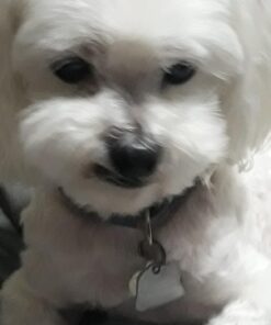 Hill's Grain Free Dog Treats, Soft-Baked Naturals with Beef & Sweet Potatoes, Soft Healthy Dog Snacks, 8 oz. Bag 30 61xLVd aArL