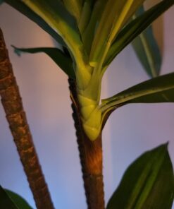 Nearly Natural 6596 6ft. Dracaena Silk Plant (Real Touch),Green 32 61xQkTqUxpL