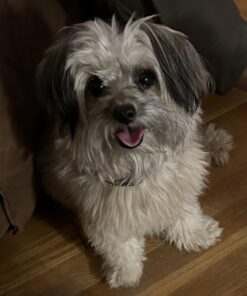 Dog Bark Collar, DINJOO Bark Collar for Large Medium Small Dogs,Smart Bark Collar,Rechargeable Anti Barking Training Collar with 8 Adjustable Sensitivity,Bark Shock Collar with Beep 28 61xbA4wV3uL