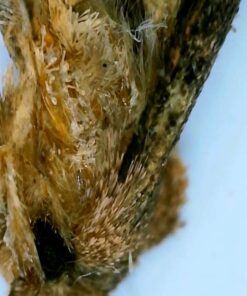 Wireless Digital Microscope, Skybasic 50X-1000X Magnification WiFi Portable Handheld Microscopes with Adjustable Stand HD USB Microscope Camera Compatible with iPhone Android iPad Windows Mac Computer Black 44 61xoa5aYjpL