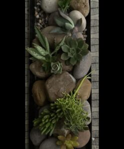 FATPLANTS 10 Living Succulent Cuttings 55 61y3 6duc5L