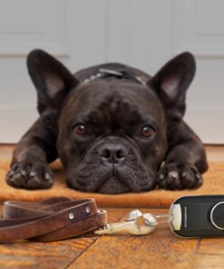 Chamberlain Group MC100-P Universal Garage Door Opener Mini Keychain Remote, Small, Black 27 61y35IA 9L