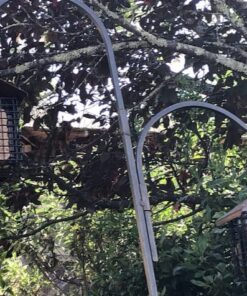 C&S Hot Pepper Delight No Melt Suet Dough 11.75 Ounces, 12 Pack Hot Pepper 12-Pack 46 61y4TdSu6L