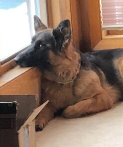 Olewo Original Carrots for Dogs – Fiber for Dogs Keep Poop Firm, Digestive Dog Food Topper, Skin & Coat Support, Dehydrated Whole Food Dog Multivitamin, Gut Health for Dogs, 2.2 lbs 2.2 Pounds 37 61y6ulIt5L