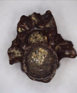 Celestron - 5 MP Digital Microscope Pro - Handheld USB Microscope Compatible with Windows PC and Mac - 20x-200x Magnification - Perfect for Stamp Collecting, Coin Collecting Handheld Digital Microscope Pro 85 61yAlDO1TSL