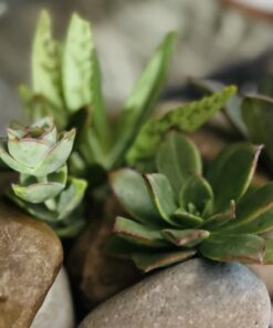 FATPLANTS 10 Living Succulent Cuttings 56 61yGAcxdRtL