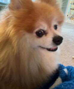 Milk-Bone Soft & Chewy Dog Treats, Chicken, 25 Ounce Original 25 Ounce (Pack of 1) 39 61yGnPQ1urL 2