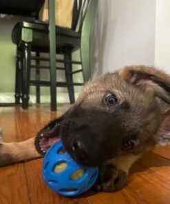 JW Pet Crackle Heads Crackle Ball, Small 31 61yJNMzQAdL