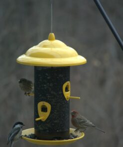 Kaytee Wild Bird Food Nut & Fruit Seed Blend For Cardinals, Chickadees, Nuthatches, Woodpeckers and Other Colorful Songbirds, 5 Pounds 5 Pound (Pack of 1) 37 61yMyZ3 GgL