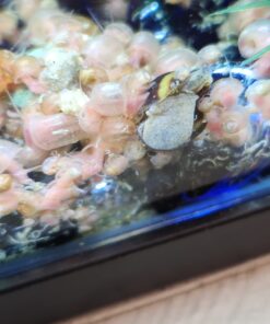Ramshorn Snails, Algae Eater, Live Snails for Freshwater Aquariums - 1/8 to 1/2 inch (5 Snails) 5 Snails 14 61yNDSv1D6L