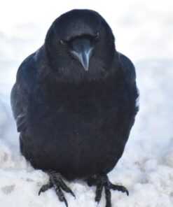 Hampton Farms - USA Grown All-Natural - Fancy Roasted In-Shell Unsalted Peanuts - 5 lb. Bag Basic pack 29 61yR pB07ML