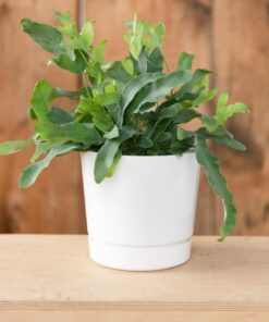 Novelty Majestic Full Depth Round Cylinder Pot, Glossy White, 6-Inch (10062) 25 61yRvPzri1L