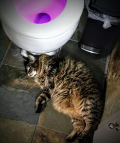 Instinct Limited Ingredient Diet Grain Free Real Rabbit Recipe Natural Wet Canned Cat Food, 3 oz. Cans (Case of 24) 3 Ounce (Pack of 24) 47 61yTlrLcNvL