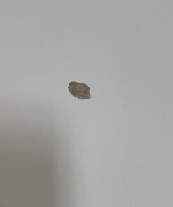 Command Small Decorating Clips, Damage Free Hanging Light Clips with Adhesive Strips, No Tools Small Wall Clips for Hanging Lights and Cables, 40 White Clips and 48 Command Strips 40 Clips 36 61ylNejmFmL