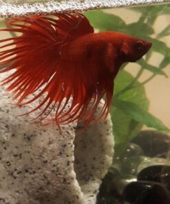 Penn-Plax Deco-Replicas Granite Aquarium Ornament & Hideaway – Realistic Stone Appearance – Safe for Freshwater and Saltwater Tanks – Small Size, White (RR1071) 32 61ypJLLhgBL 1