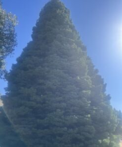 Jobe’s, 01660, Fertilizer Spikes, Tree & Shrubs, Includes 15 Spikes, 12 ounces, Brown 35 61yuH6fcVwL