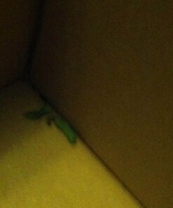 Brussel's Live Chinese Elm Outdoor Bonsai Tree - 5 Years Old; 6" to 8" Tall with Decorative Container Small CERAMIC POT 49 61z6yRldqJL