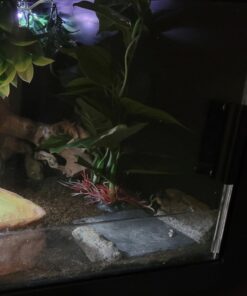 CNZ® Aquarium Fish Tank Green Lifelike Underwater Plastic Plant Aquatic Water Grass Decor (Large, 13-inch) Large, 13-inch 25 61z9UjmqlL