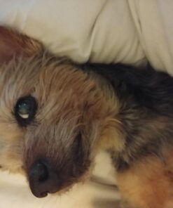 PET MAGASIN Male Dog Belly Manner Band Wraps Nappies, 3-Pack, Blue Green and Purple, Small Solid Small (13"-15" Waist) 37 61zIiZBmrVL