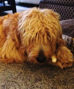 Nylabone Wishbone Power Chew Dog Toy Medium/Wolf (1 Count) Medium up to 35 lbs. 29 61zYUG5lZxL