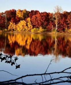 Nikon D750 FX-format Digital SLR Camera Body Body Only Base 81 61zffHcgkoL