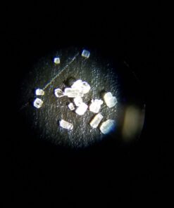 Carson MicroBrite 20x-40x LED Lighted Pocket Microscope for Learning, Education and Exploring (MM-24) 1 MicroBrite Microscope (MM-24) 39 61zl5qUgniL