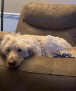 AIRROBO Dog Hair Vacuum & Dog Grooming Kit, 12000Pa Strong Pet Grooming Vacuum, 2L Large Capacity Dog Vacuum for Shedding Grooming Hair, Quiet, 5 Pet Grooming Tools, PG100 47 61zv7a1Ri5L