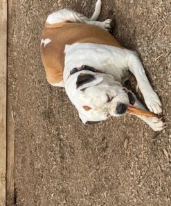 Best Bully Sticks All Natural 6 Inch Thick Bully Sticks for Large Dogs - USA Baked & Packed - 100% Free-Range Grass-Fed Beef - Single-Ingredient Grain & Rawhide Free Dog Chews - 18 Pack 6" (18 Pack) 44 61zykcjCa1L 1