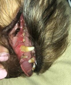 Proden PlaqueOff Dental Care for Dogs and Cats, 180gm 40 71 6LAWGn1L